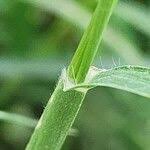 Image result for Cenchrus biflorus