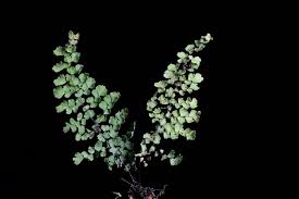 Image result for Adiantum