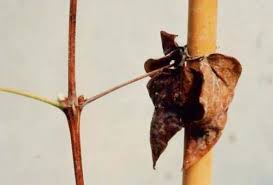 Leaves can also turn brown from underwatering. Does Clematis Wilt Really Exist Garden Myths