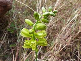 Image result for Albuca abyssinica