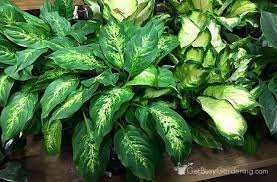 Our artificial plants and artificial leaves look wonderful in metallic pots or. How To Care For Dieffenbachia Dumb Cane Get Busy Gardening