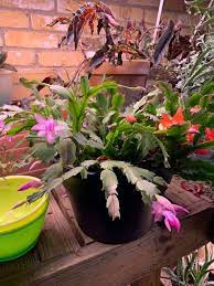 How To Grow And Care Of Christmas Cactus Christmas Cactus Plants Growing Plants