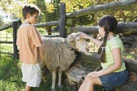 How To Put On A Sheep Halter Animals Sheep Babydoll Sheep