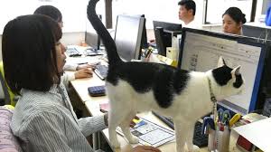 Check spelling or type a new query. La Chaux De Fonds Il Evite Un Chat Et Percute Une Voiture