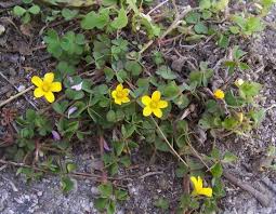 Image result for Oxalis corniculata