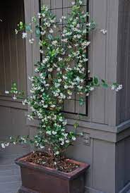 Fragrant Plants Outdoors Indoor Most For Containers Full Sun Bless My Weeds Plants Shade Plants Planting Flowers