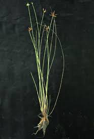 Image result for Cyperus pectinatus