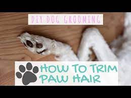 Knowing How To Groom A Goldendoodle At Home Is A Great Skill To Have Whether You Re Wanting To Reduce Your Dog Grooming Diy Goldendoodle Goldendoodle Grooming