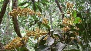 Image result for Magnistipula butayei