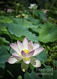 Karen Jorstad Summer Lotus Lotus Water Lilies Lily