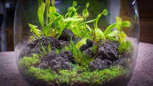In spring, new leaves and flowers will appear, but those flowers should be removed to allow for stronger, larger traps to flourish. The Venus Fly Trap Terrarium Youtube
