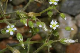 Image result for Cerastium octandrum