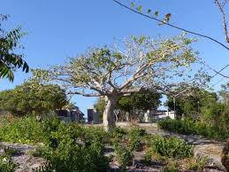 Image result for Sterculia africana