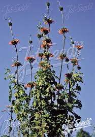 Image result for Leonotis nepetifolia