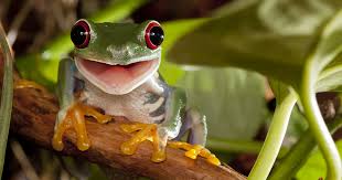 Experts don't really know how long cottonmouths can live. National Frog Month Save Frogs From Cruel Dissections In Classrooms