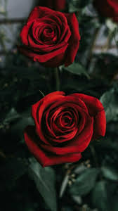 Pin By Melanie On Wallpapers Flower Phone Wallpaper Red Roses Wallpaper Rose Wallpaper