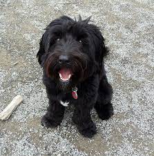 Are are fully weaned now and eating complete. Schnoodle Schnoodle Pampered Puppies Dog Love