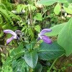 Image result for Brillantaisia owariensis