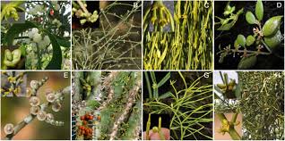 Image result for Viscum congolense