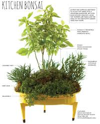 Countertop garden kitchen (8) share share. Make A Countertop Kitchen Bonsai Herb Garden Pith Vigor By Rochelle Greayer