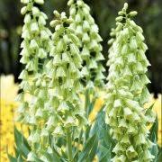 Sesi insan sesine çok yakın. Lale Sogani