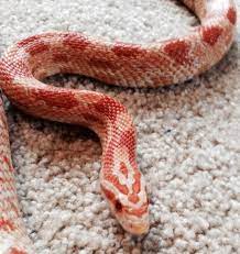 Magma A Two Year Old Albino Corn Snake Corn Snake Pet Snake Cute Snake