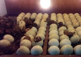 Berapa suhu dan kelembapan telur ayam menetas ? Cara Menetaskan Telur Bebek Yang Baik Dan Benar Beserta Tahapannya
