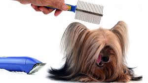Maybe you would like to learn more about one of these? The Best Brushes For Yorkies Top Yorkshire Terrier Grooming Tips
