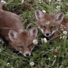 Tumblr Is A Place To Express Yourself Discover Yourself And Bond Over The Stuff You Love It S Where Your Interests Connect You With Y In 2020 Animals Aesthetic Icon
