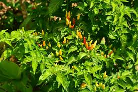 Image result for Capsicum frutescens