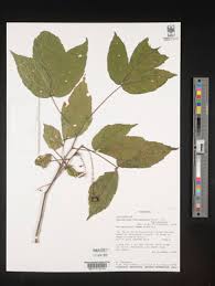 Image result for Allophylus ferrugineus