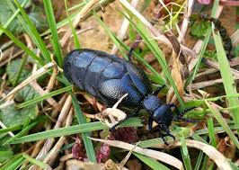 Vyskytuje se na loukách, zvláště ve vyššíc la faune française compte une douzaine d'espèces de méloés , les 2 plus grosses et répandues étant le mélo é printanier ( meloe proscarabaeus) et le mélo é viola. Majka Fialova Fotoaparat Cz