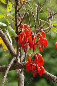 Image result for Erythrina falcata
