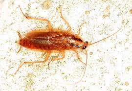 Indoor pest control services for your tampa bay home or business. Most Common Orlando Insect Pests Lawnstarter