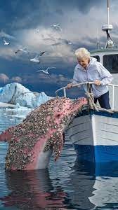 The white whale had parasitic clams on its body