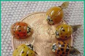 If they do end up getting inside, orkin recommends vacuuming them up (emptying the bag immediately afterward), or. Multicolored Asian Ladybeetle Plant Pest Diagnostics