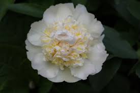 Ön egy kertészeti témákkal foglalkozó youtube csatornán jár, ahol megyeri szabolcs kertészmérnök előadásában ismerkedhet a hazai klímán. A Punkosdi Rozsa Bazsarozsa Fajtai Gondozasa Es Szaporitasa Csaladinet Hu