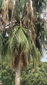 46 results for orthopedic surgery near corpus christi, tx. Woodstock Tree Surgeons 2550 Rodd Field Rd Corpus Christi Tx 2021