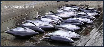 Image result for tuna fishing charter