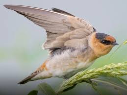 Birds That Sing At Night In Texas Cave Swallow Petrochelidon Fulva A Common Summer Bird Across Much Of Tx S Nm Photo Greg W Lasley Vireo Audubon Org Birds Wild Birds Beautiful Birds
