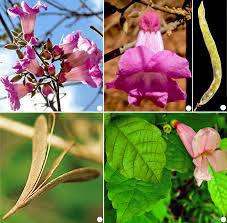 Image result for Tanaecium