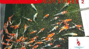 Atau ingin tahu contoh gambar kolam ikan hias depan rumah? Aquatic Paradise Koi Pond Specialist