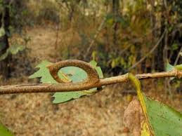 Image result for Cleistochlamys kirkii