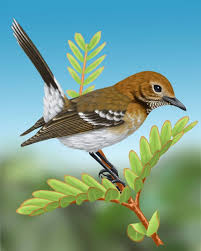 Black Bird With White Chest And White Tipped Tail Oahu Elepaio Oahu Bird Art Bird