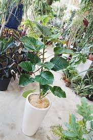 ハート型の葉っぱが可愛い フィカス ウンベラータ サイズで選ぶ Mサイズ 観葉植物販売 Cocoha 福岡県糸島市