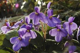 Image result for Saintpauliopsis