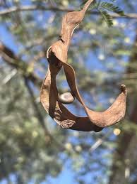 Image result for Acacia gerrardii