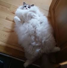 Caes E Gatos Mais Fofos Do Mundo 213 Of The Fluffiest Cats In The World Gatos Gata Linda Animais Bonitos