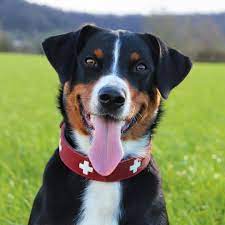 appenzeller sennenhund dog list appenzeller dog purebred dogs