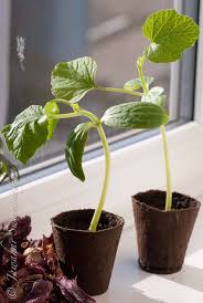Soaking overnight can speed germination. Growing Indian Vegetables In The Uk Juridicious